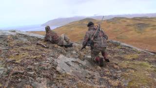 Alaska: Adak Island Caribou