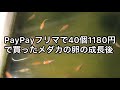 paypayフリマで40個1180円で買ったメダカの卵の成長後