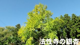 愛宕山法性寺の銀杏