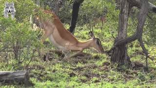 impala Giving Birth: Mother impala don't protect newborn from leopard hunting.