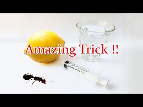 Catch A Queen Ant in Your House Catch A Queen Ant in Your House