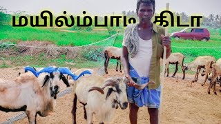 mylambadi goats tamil\\\\semmari aadu valarpu in tamil||bakrid goat in tamil