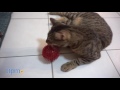 purrfect scent catnip massage toy from worldwise