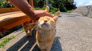 猫島で海辺にあるベンチに座ると猫が集まってきて取り囲まれる