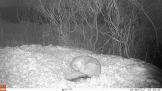 Fox on leaf pile.