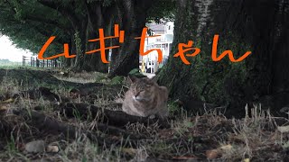 【多摩川の猫】　ムギちゃん　【地域猫】