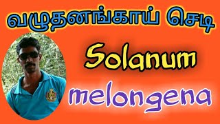 வழுதனங்காய் செடி- Solanum melongena