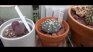 Winter Flowers In The Greenhouse And Debs Flower Nooks🌵🌸😁