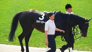 シルバーステート、オーストラリアトロフィーのパドック。現地映像、京都競馬場