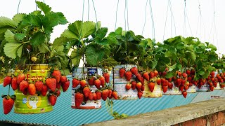 Turn OLD MILK CANS into a DELICIOUS Strawberry Garden at Home!