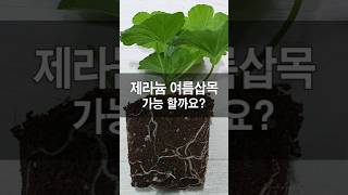 제라늄 삽목 흙이 있는데 여름철에는 제라늄 삽목 안한다고요?  제라늄 삽목후 관리 방법만 알면 제라늄 여름 삽목도 가능해요.