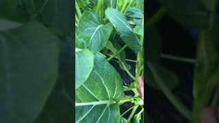 アスパラ菜収穫 /Harvesting vegetable/Asparagus#油菜心