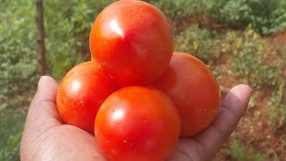 Day 16 Of Anna F1 Tomatoes || Make Easy money|| Topdressing tomatoes