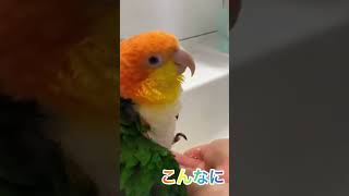 シロハラインコ華ちゃん🐥（どこ行ってたの💢水浴び🚿まだ起きてたの⁉️）