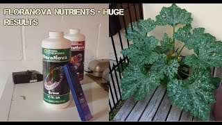 Hydroponic Garden - FlorNova Huge Results