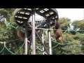 オランウータンのオス「ミミ」・メス「ドーネ」同居お試し（福岡市動物園）