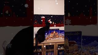 Christmas Eve with cats2 猫と過ごすクリスマスイブ2