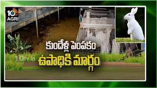 కుందేళ్ల పెంప‌కం ఉపాధికి మార్గం | Profitable Business Rabbit Farming | Matti Manishi | 10TV Agri