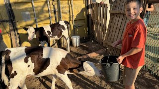 COWS for Kids 🐮 Learn Fun Facts About Cows 🐄 Educational Videos for Kids