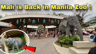 Mali the Elephant is Back in Manila Zoo ! Dinagsa agad ! Redevelopment of Manila Zoo !