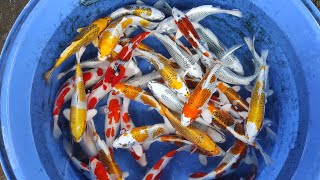 READY BANYAK : KUJAKU ,GOSIKI ,MATSUBA #koi #freshkoiblitar #koilover #fish #fishing