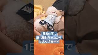 胸の上で甘えん坊トイプードル #shorts #トイプードル #可愛い #犬