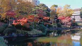 Morning Walk in a Japanese Garden