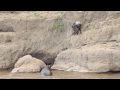 A Wildebeest a Crocodile and a Hippo - Kenya - Maasai Mara