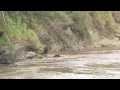 A Wildebeest a Crocodile and a Hippo - Kenya - Maasai Mara