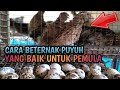 CARA BETERNAK PUYUH YANG BAIK UNTUK PEMULA