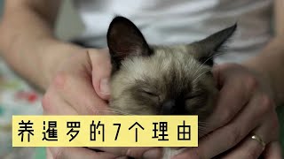 养暹罗的7个理由，养猫新人必看！