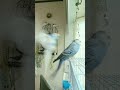 行ったり来たりと元気なおっさんインコたち🌂🌨️🌧️🌬️ cute birds セキセイインコ かわいい budgie budgies 仲良し 親子 兄弟