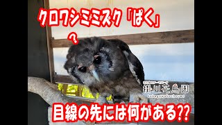 【掛川花鳥園公式】クロワシミミズク「ぱく」、何かに夢中⁉