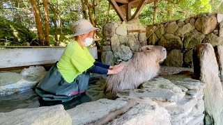 カピバラと信頼関係を築いた飼育員は一緒にお風呂入ったりします！