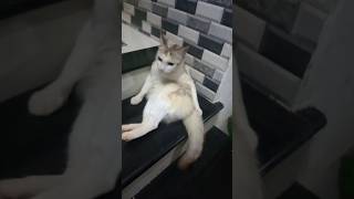 കിളി പോയ ലക്ഷണം ആണ് #shortsfeed #cat #petlovers #funnyanimal #trending #catshorts #catvideos