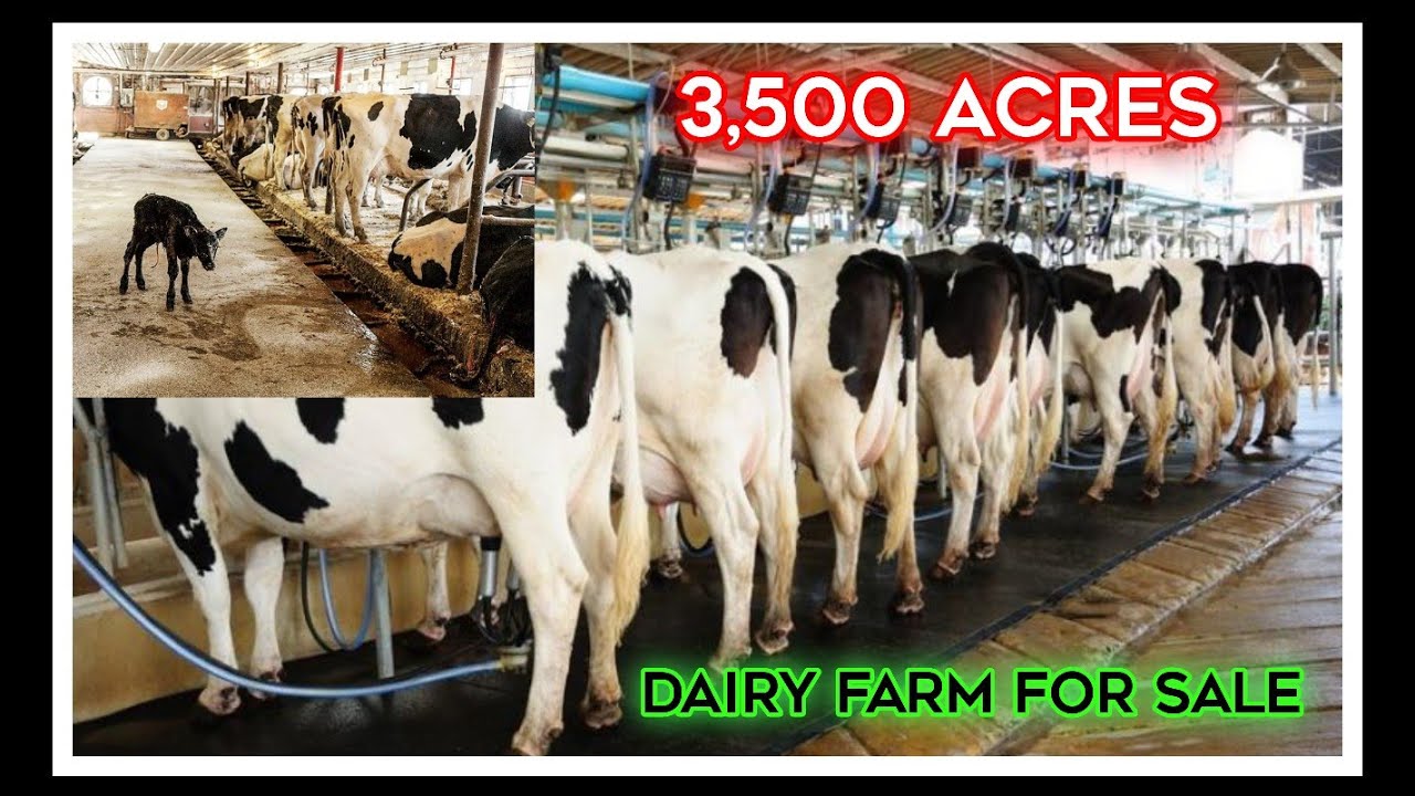 3800 Acres Cow Dairy Farm For Sale Karnataka | Very Near Mysore ...