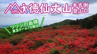 徳仙丈山 ツツジの面積東京ドーム100個分 本吉側登山口