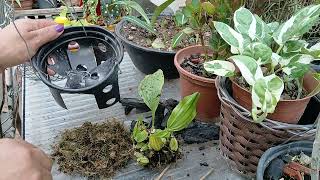 Replante de orquidea em um VASO DIFERENTE