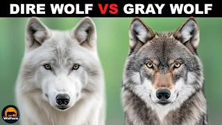 What Is The Difference Between The Dire Wolf And The Gray Wolf?