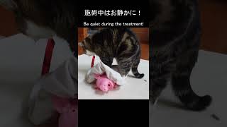 猫にマッサージされて歓喜の声が出ちゃうブタ。 #Shorts #伝説のマッサージ師まる