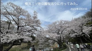 横浜三ツ池公園桜巡りに行ってみた。