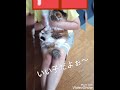 猫の鼻血