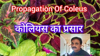 Propagation Of Coleus l कोलियस का प्रसार। Coleus ko kaise lagaye l