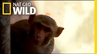 Monkey Gang Turf War | Rebel Monkeys