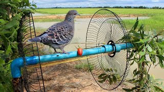 Awesome Super Bird Trap Using Fan Guard With PVC - How to make super easy bird trap work 100%