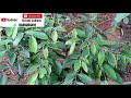 bush pepper കുറ്റി കുരുമുളക് മികച്ച വിളവ് നേടാൻ kurumulak krishi