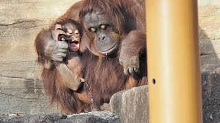 ロキが気になるチェリアちゃん・オランウータン