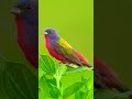 Painted Bunting bird #paintedbuntingbird #bird #buntungbird