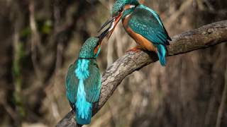 Eisvogel Fotografie in Wels, Österreich