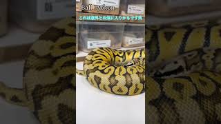 Ball Python モルフ 紹介 #20 #ボールパイソン #へび #かっこいい #デンドロパーク #お気に入り